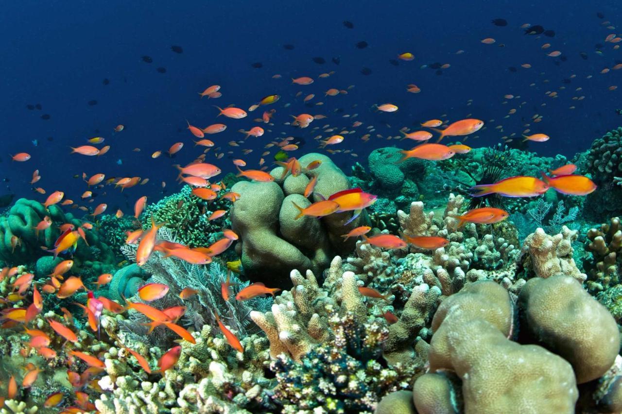 Murex Dive Resort Manado Exteriér fotografie