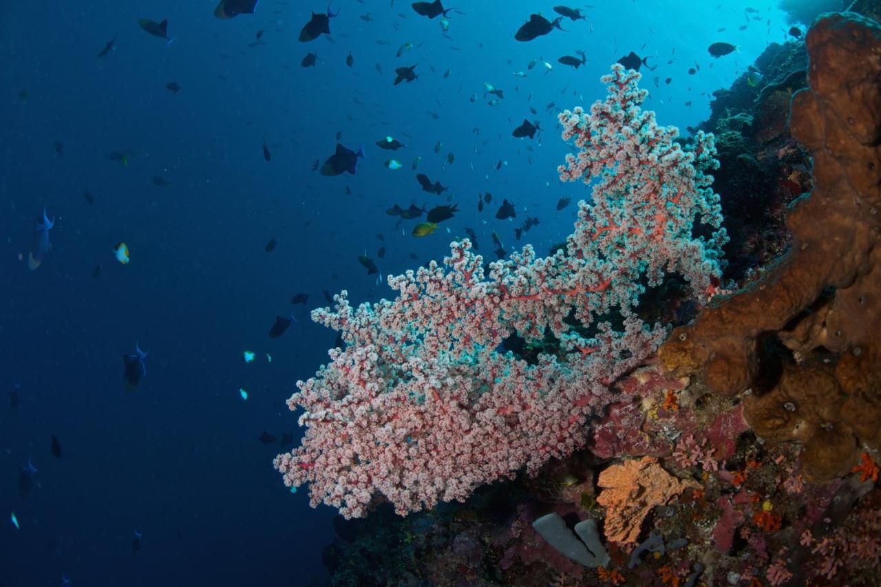 Murex Dive Resort Manado Exteriér fotografie
