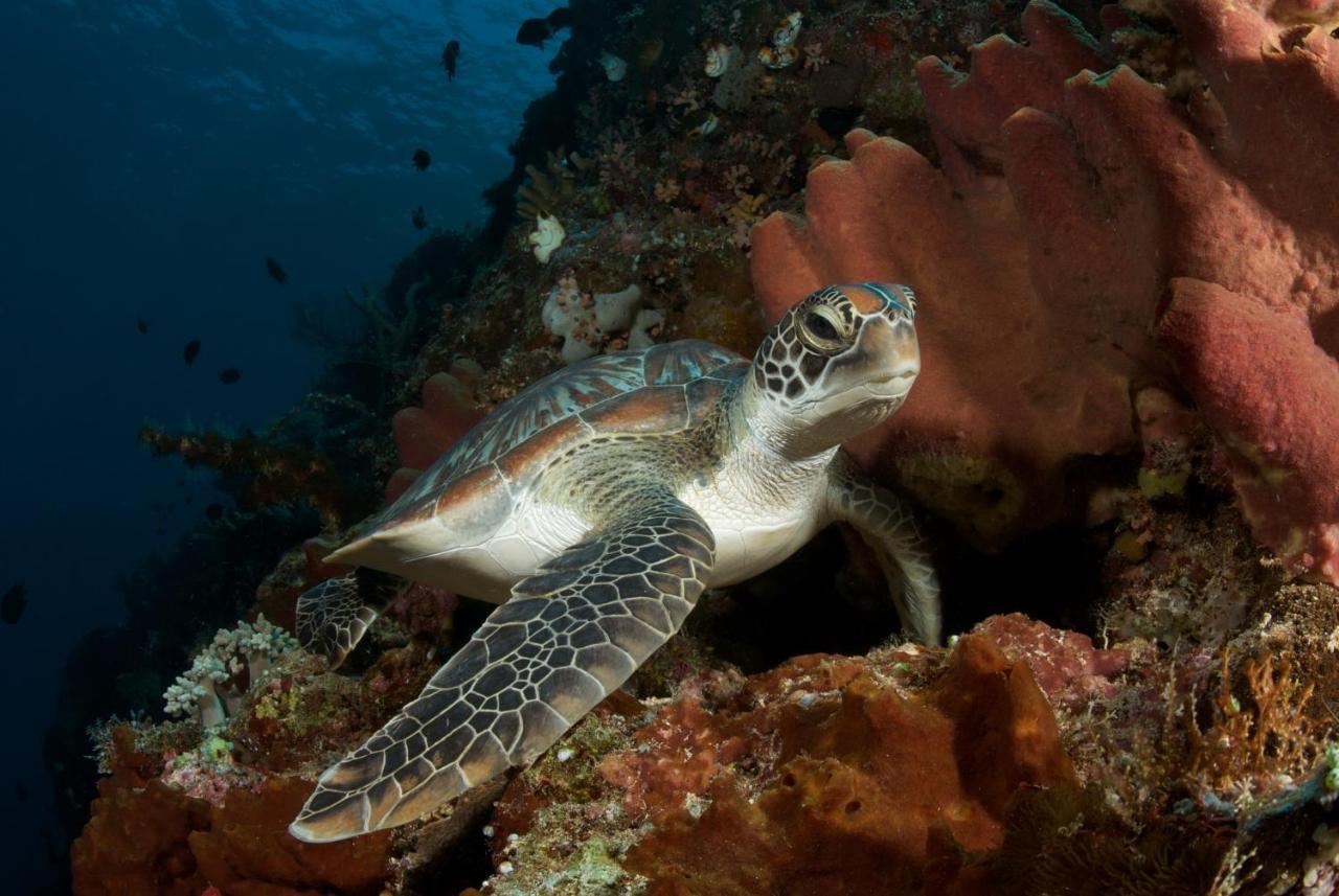 Murex Dive Resort Manado Exteriér fotografie
