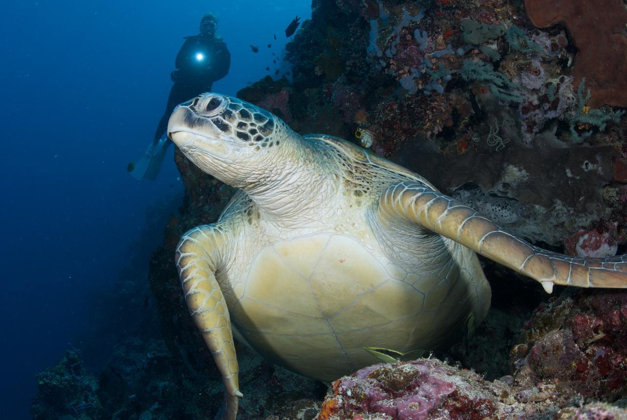 Murex Dive Resort Manado Exteriér fotografie